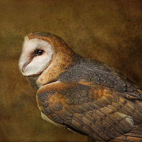 Nina On Gold by Pat Abbott - Photoshop Art Things ( animals, wildlife, birds, owls, raptors )