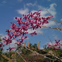 Orchid