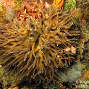Bird's Nest Coral