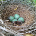 Blue bird eggs