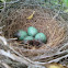 Blue bird eggs