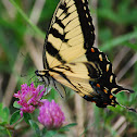 Eastern Tiger Swallowtail