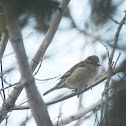 House Sparrow