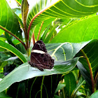 Banded Tree Brown