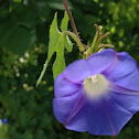 Morning Glory
