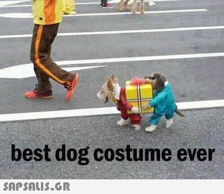 best dog costume ever 