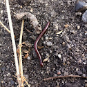 Millipede