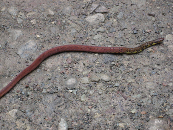 Spotting Image 1