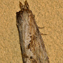 Moth