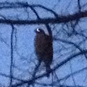 Cooper's Hawk