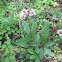 Pipsissewa