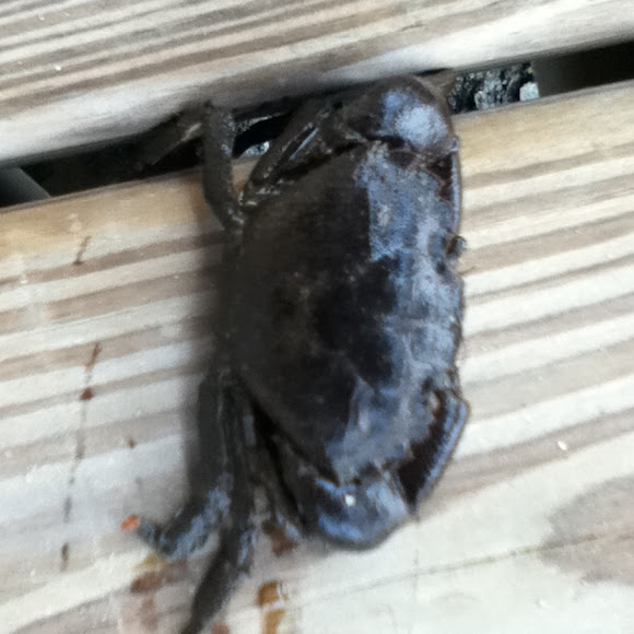 Spotting Image 1