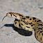 Bull Snake