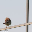 Water Pipit