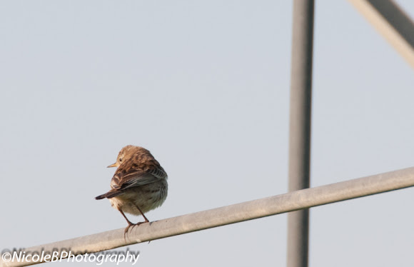 Spotting Image 1