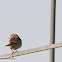 Water Pipit