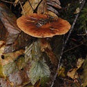 Honey mushroom