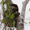 Brown-throated Three-toed Sloth