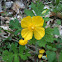 Celandine Poppy