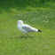 Gaviota
