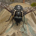 Black/white Marchfly
