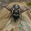 Black/white Marchfly