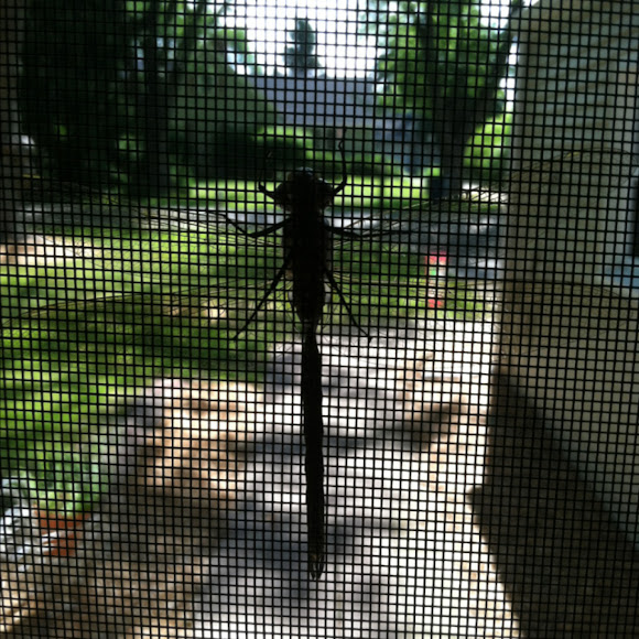 Spotting Image 1