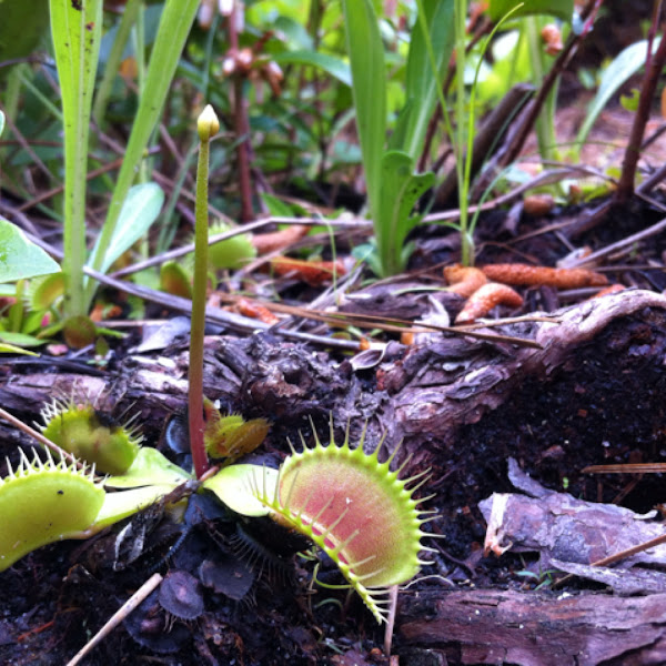 Venus Flytrap | Project Noah