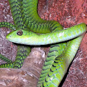 African Tree Snake (Male)