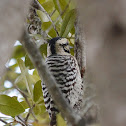 Ladder-backed Woodpecker