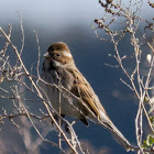 Reed Bunting; Escribano Palustre