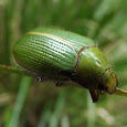 Beetles of Southeastern Australia