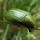 Beetles of Southeastern Australia