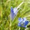 Marsh Gentian