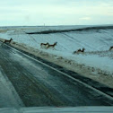 Pronghorn