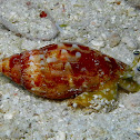 Fragile Conch