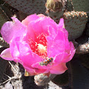 Beavertail Cactus