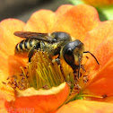 Leaf-cutting Bee - female