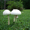 Mushroom