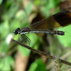 Damselfly