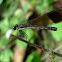 Damselfly