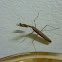 Praying Mantis