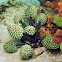 Stalked Sea Squirt