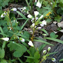 Spring Beauties