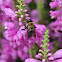 mining bee