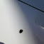 Tick