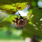Common Hazel