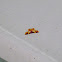 Orange moth