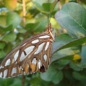 Gulf Fritillary