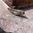 Pallid-winged grasshopper